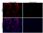 DDX4 Antibody in Immunohistochemistry (Paraffin) (IHC (P))