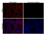 DDX4 Antibody in Immunohistochemistry (Paraffin) (IHC (P))