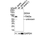 DDX4 Antibody in Western Blot (WB)