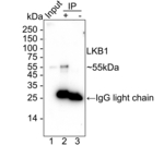 LKB1 Antibody in Immunoprecipitation (IP)
