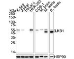 LKB1 Antibody in Western Blot (WB)