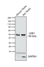 LKB1 Antibody in Western Blot (WB)