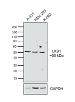 LKB1 Antibody in Western Blot (WB)