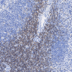 LCK Antibody in Immunohistochemistry (Paraffin) (IHC (P))