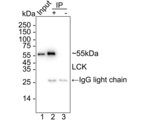 LCK Antibody in Immunoprecipitation (IP)