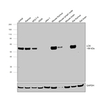 LCK Antibody in Western Blot (WB)