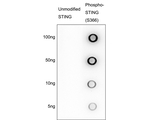 Phospho-STING (Ser366) Antibody in Dot Blot (DB)