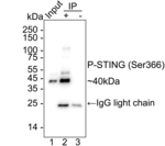 Phospho-STING (Ser366) Antibody in Immunoprecipitation (IP)