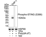 Phospho-STING (Ser366) Antibody in Western Blot (WB)