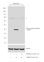 Phospho-STING (Ser366) Antibody in Western Blot (WB)