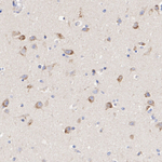 TRPML1 Antibody in Immunohistochemistry (Paraffin) (IHC (P))