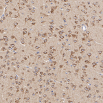 TRPML1 Antibody in Immunohistochemistry (Paraffin) (IHC (P))