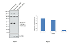 TRPML1 Antibody