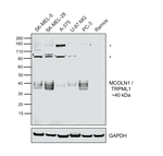 TRPML1 Antibody in Western Blot (WB)