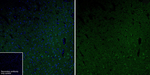 DNAJC6 Antibody in Immunohistochemistry (Frozen) (IHC (F))