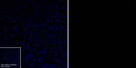 DNAJC6 Antibody in Immunohistochemistry (Frozen) (IHC (F))