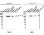 DNAJC6 Antibody in Western Blot (WB)