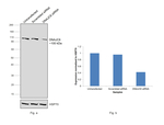 DNAJC6 Antibody in Western Blot (WB)