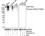 Phospho-GCN2 (Thr899) Antibody in Western Blot (WB)