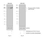 Phospho-GCN2 (Thr899) Antibody in Western Blot (WB)