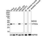MEK6 Antibody in Western Blot (WB)
