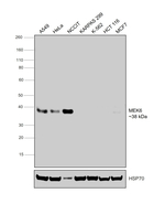 MEK6 Antibody in Western Blot (WB)