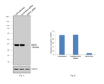 MEK6 Antibody in Western Blot (WB)