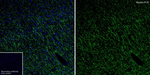 Myelin PLP Antibody in Immunohistochemistry (Frozen) (IHC (F))
