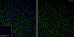 Myelin PLP Antibody in Immunohistochemistry (Frozen) (IHC (F))