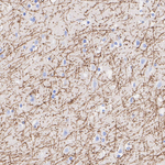 Myelin PLP Antibody in Immunohistochemistry (Paraffin) (IHC (P))