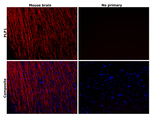 Myelin PLP Antibody in Immunohistochemistry (Paraffin) (IHC (P))