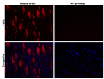 Myelin PLP Antibody in Immunohistochemistry (Paraffin) (IHC (P))
