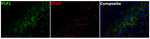Myelin PLP Antibody in Multiplex Immunohistochemistry (mIHC)
