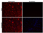 Myelin PLP Antibody in Immunohistochemistry (Paraffin) (IHC (P))