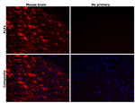 Myelin PLP Antibody in Immunohistochemistry (Paraffin) (IHC (P))