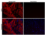 Myelin PLP Antibody in Immunohistochemistry (Paraffin) (IHC (P))