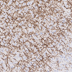 Myelin PLP Antibody in Immunohistochemistry (Paraffin) (IHC (P))
