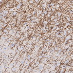 Myelin PLP Antibody in Immunohistochemistry (Paraffin) (IHC (P))