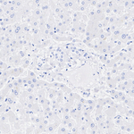 Myelin PLP Antibody in Immunohistochemistry (Paraffin) (IHC (P))