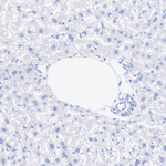 Myelin PLP Antibody in Immunohistochemistry (Paraffin) (IHC (P))