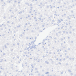 Myelin PLP Antibody in Immunohistochemistry (Paraffin) (IHC (P))