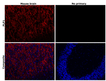 Myelin PLP Antibody in Immunohistochemistry (Paraffin) (IHC (P))