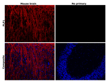 Myelin PLP Antibody in Immunohistochemistry (Paraffin) (IHC (P))