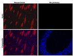 Myelin PLP Antibody in Immunohistochemistry (Paraffin) (IHC (P))