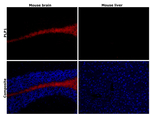Myelin PLP Antibody