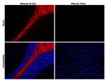 Myelin PLP Antibody