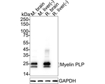 Myelin PLP Antibody in Western Blot (WB)