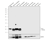 Myelin PLP Antibody in Western Blot (WB)