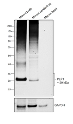 Myelin PLP Antibody in Western Blot (WB)