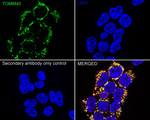 TOMM40 Antibody in Immunocytochemistry (ICC/IF)